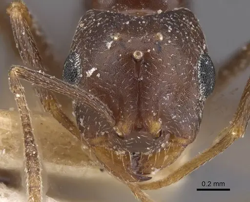 Trichomyrmex santschii specimen CASENT0913851 image casent0913851_2