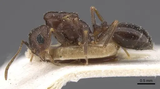 Trichomyrmex santschii specimen CASENT0913851 image casent0913851_3