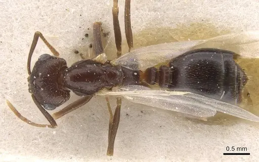 Trichomyrmex santschii specimen CASENT0913852 image casent0913852_1