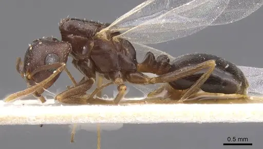 Trichomyrmex santschii specimen CASENT0913852 image casent0913852_3