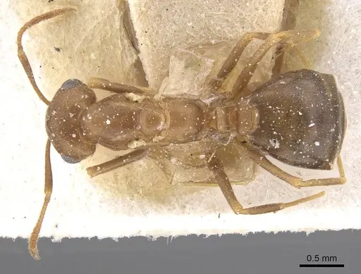 Trichomyrmex santschii specimen CASENT0913853 image casent0913853_1