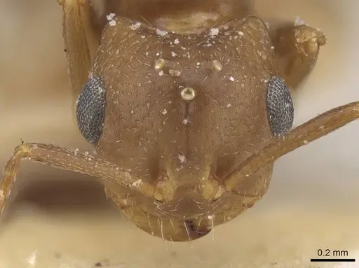Trichomyrmex santschii specimen CASENT0913853 image casent0913853_2