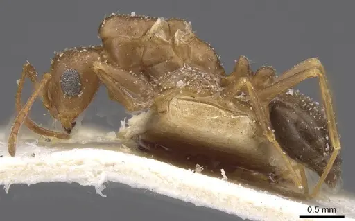 Trichomyrmex santschii specimen CASENT0913853 image casent0913853_3