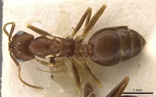 Trichomyrmex santschii specimen CASENT0914313 image casent0914313_1