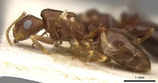 Trichomyrmex santschii specimen CASENT0914313 image casent0914313_3