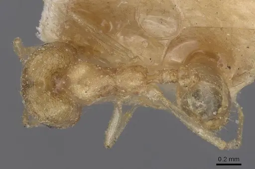 Trichomyrmex santschii specimen CASENT0915414 image casent0915414_1