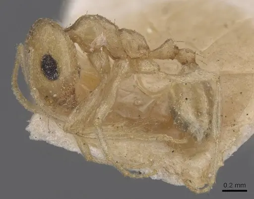 Trichomyrmex santschii specimen CASENT0915414 image casent0915414_3