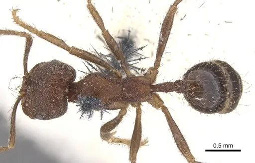 Trichomyrmex scabriceps specimen CASENT0902179 image casent0902179_1
