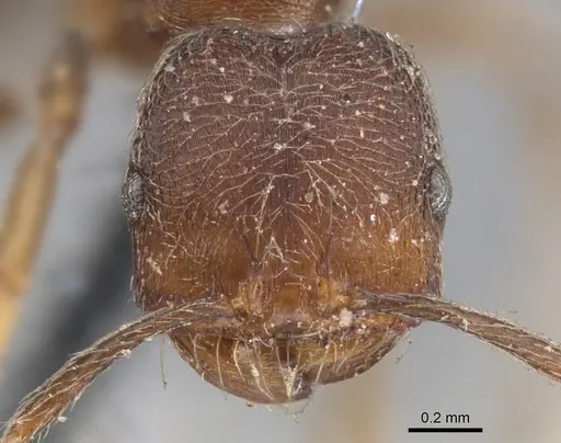 Trichomyrmex scabriceps specimen CASENT0902179 image casent0902179_2