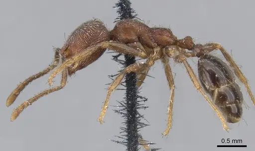Trichomyrmex scabriceps specimen CASENT0902179 image casent0902179_3