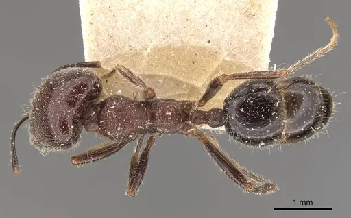 Trichomyrmex scabriceps specimen CASENT0908760 image casent0908760_1