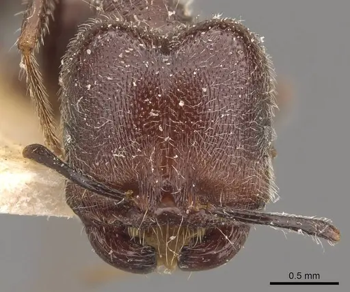 Trichomyrmex scabriceps specimen CASENT0908760 image casent0908760_2
