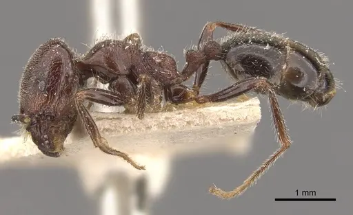 Trichomyrmex scabriceps specimen CASENT0908760 image casent0908760_3