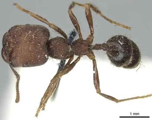 Trichomyrmex scabriceps specimen CASENT0916017 image casent0916017_1
