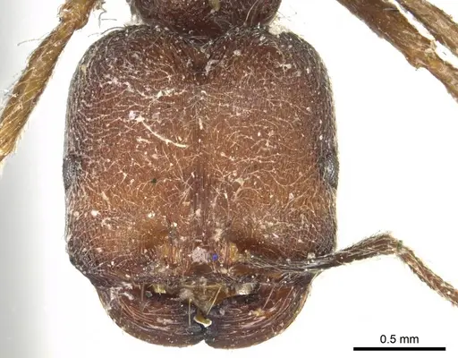 Trichomyrmex scabriceps specimen CASENT0916017 image casent0916017_2