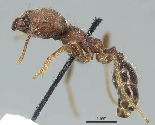 Trichomyrmex scabriceps specimen CASENT0916017 image casent0916017_3