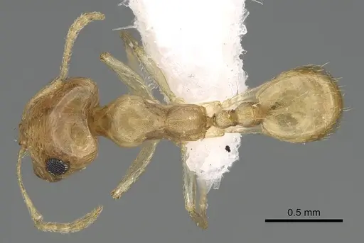 Trichomyrmex shakeri specimen CASENT0922068 image casent0922068_1