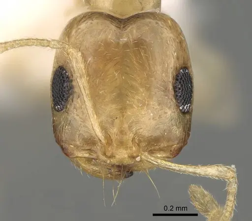 Trichomyrmex shakeri specimen CASENT0922068 image casent0922068_2
