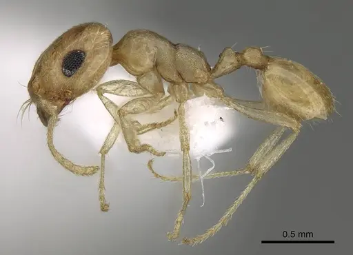 Trichomyrmex shakeri specimen CASENT0922068 image casent0922068_3