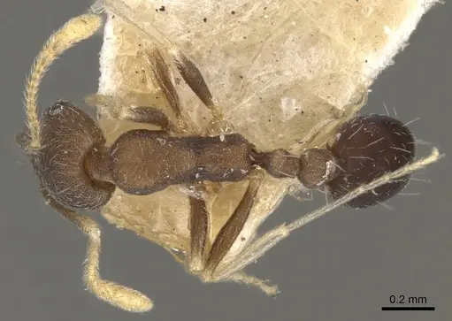 Trichomyrmex wroughtoni specimen CASENT0902224 image casent0902224_1