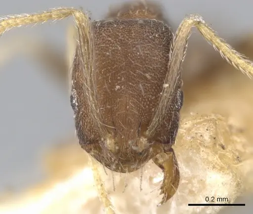 Trichomyrmex wroughtoni specimen CASENT0902224 image casent0902224_2