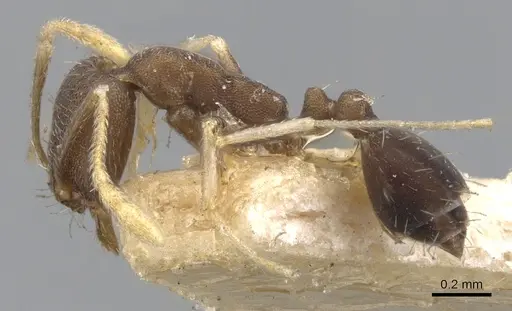 Trichomyrmex wroughtoni specimen CASENT0902224 image casent0902224_3