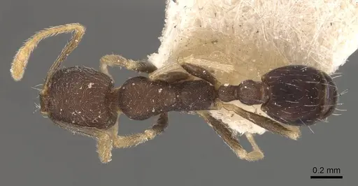 Trichomyrmex wroughtoni specimen CASENT0908721 image casent0908721_1