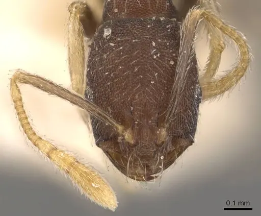 Trichomyrmex wroughtoni specimen CASENT0908721 image casent0908721_2