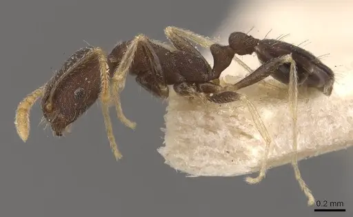 Trichomyrmex wroughtoni specimen CASENT0908721 image casent0908721_3