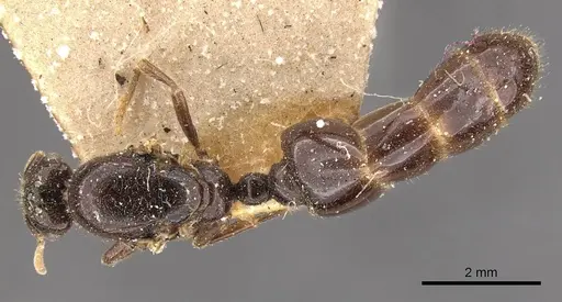 Trichomyrmex wroughtoni specimen CASENT0908777 image casent0908777_1