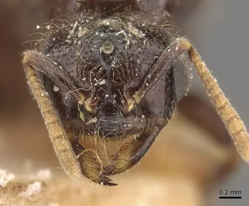 Trichomyrmex wroughtoni specimen CASENT0908777 image casent0908777_2