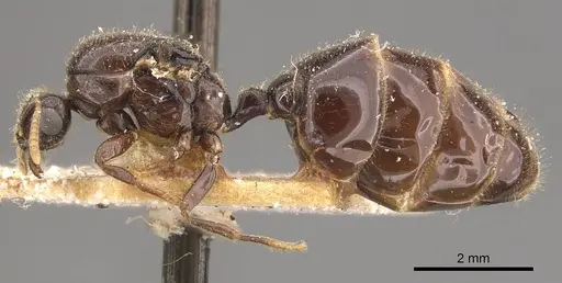 Trichomyrmex wroughtoni specimen CASENT0908777 image casent0908777_3