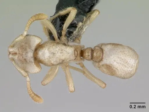 Tropidomyrmex elianae specimen CASENT0173620 image casent0173620_1