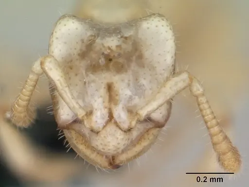 Tropidomyrmex elianae specimen CASENT0173620 image casent0173620_2