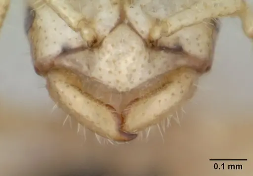 Tropidomyrmex elianae specimen CASENT0173620 image casent0173620_3