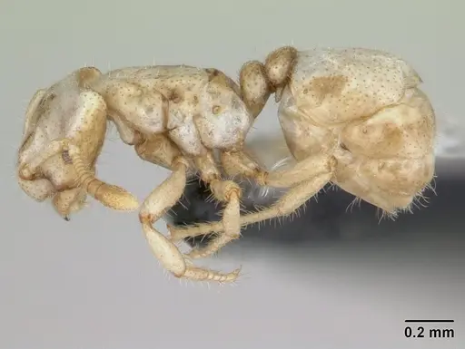 Tropidomyrmex elianae specimen CASENT0173620 image casent0173620_4