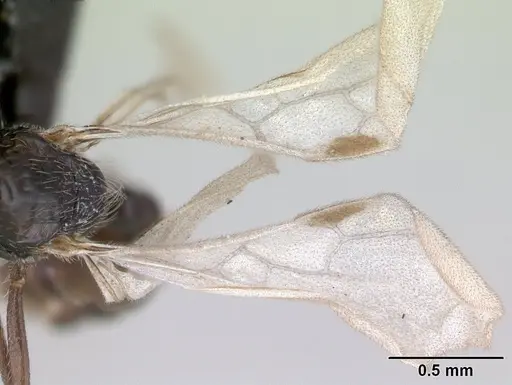 Tropidomyrmex elianae specimen CASENT0189192 image casent0189192_2