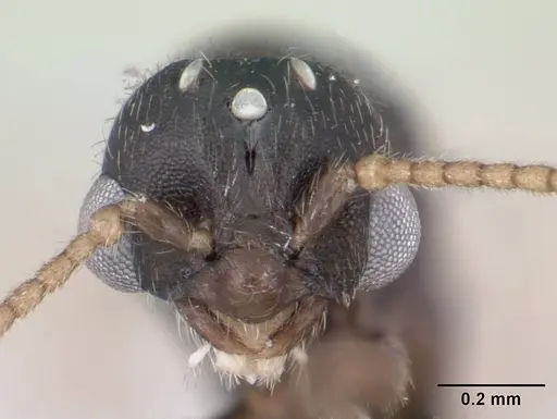 Tropidomyrmex elianae specimen CASENT0189192 image casent0189192_3