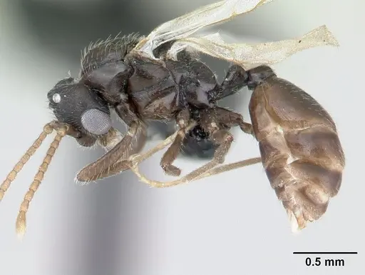 Tropidomyrmex elianae specimen CASENT0189192 image casent0189192_4