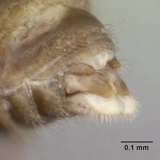 Tropidomyrmex elianae specimen CASENT0189192 image casent0189192_5