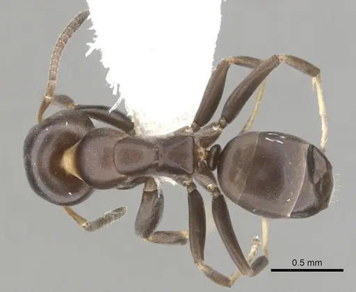 Turneria arbusta specimen CASENT0249807 image casent0249807_1