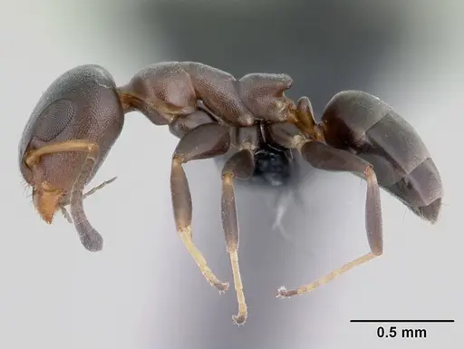 Turneria bidentata specimen CASENT0069974 image casent0069974_3