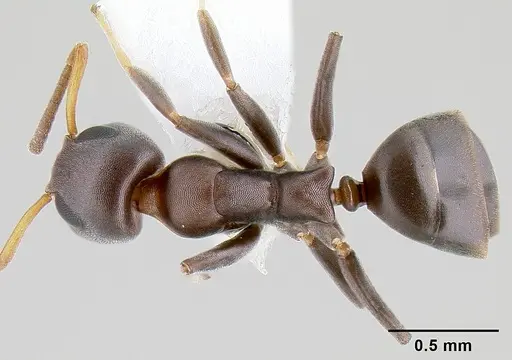 Turneria bidentata specimen CASENT0106019 image casent0106019_1