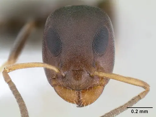 Turneria bidentata specimen CASENT0106019 image casent0106019_2