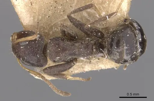 Turneria dahlii specimen CASENT0909497 image casent0909497_1