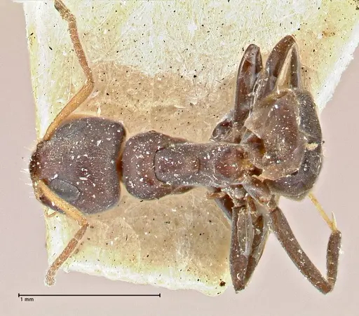 Turneria dahlii specimen FOCOL2790 image focol2790_1