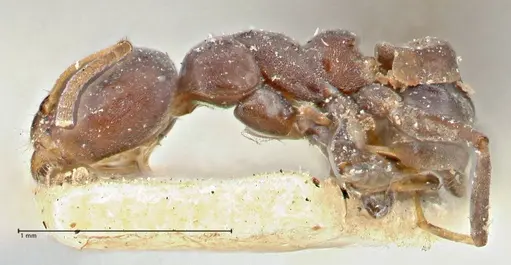 Turneria dahlii specimen FOCOL2790 image focol2790_3