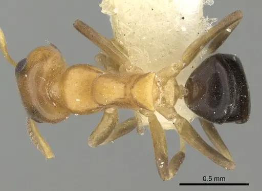 Turneria postomma specimen CASENT0281998 image casent0281998_1