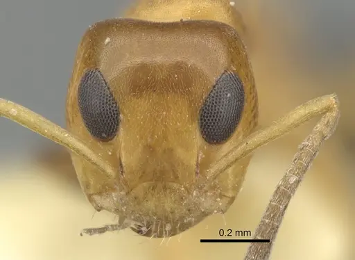 Turneria postomma specimen CASENT0281998 image casent0281998_2