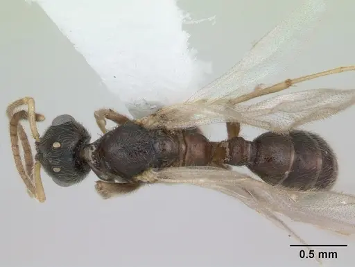 Typhlomyrmex clavicornis specimen CASENT0173388 image casent0173388_1